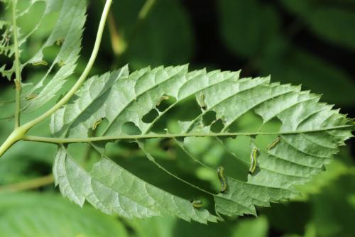 Réf. 359 194 : Euura spiraeae